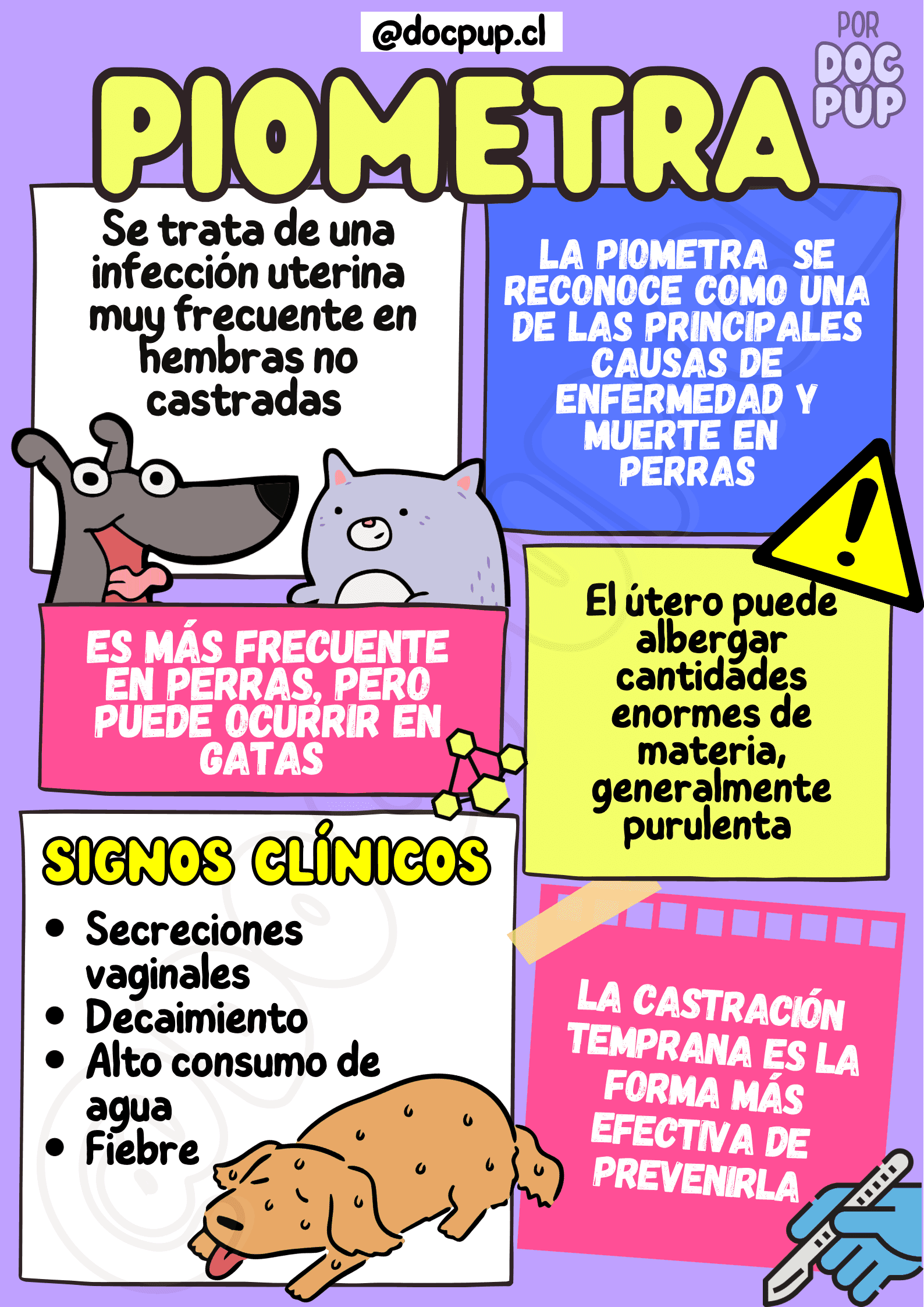 Infografía Piometra en perras y gatas