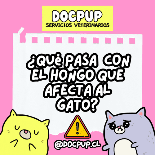 portada infografía de el hongo que afecta al gato