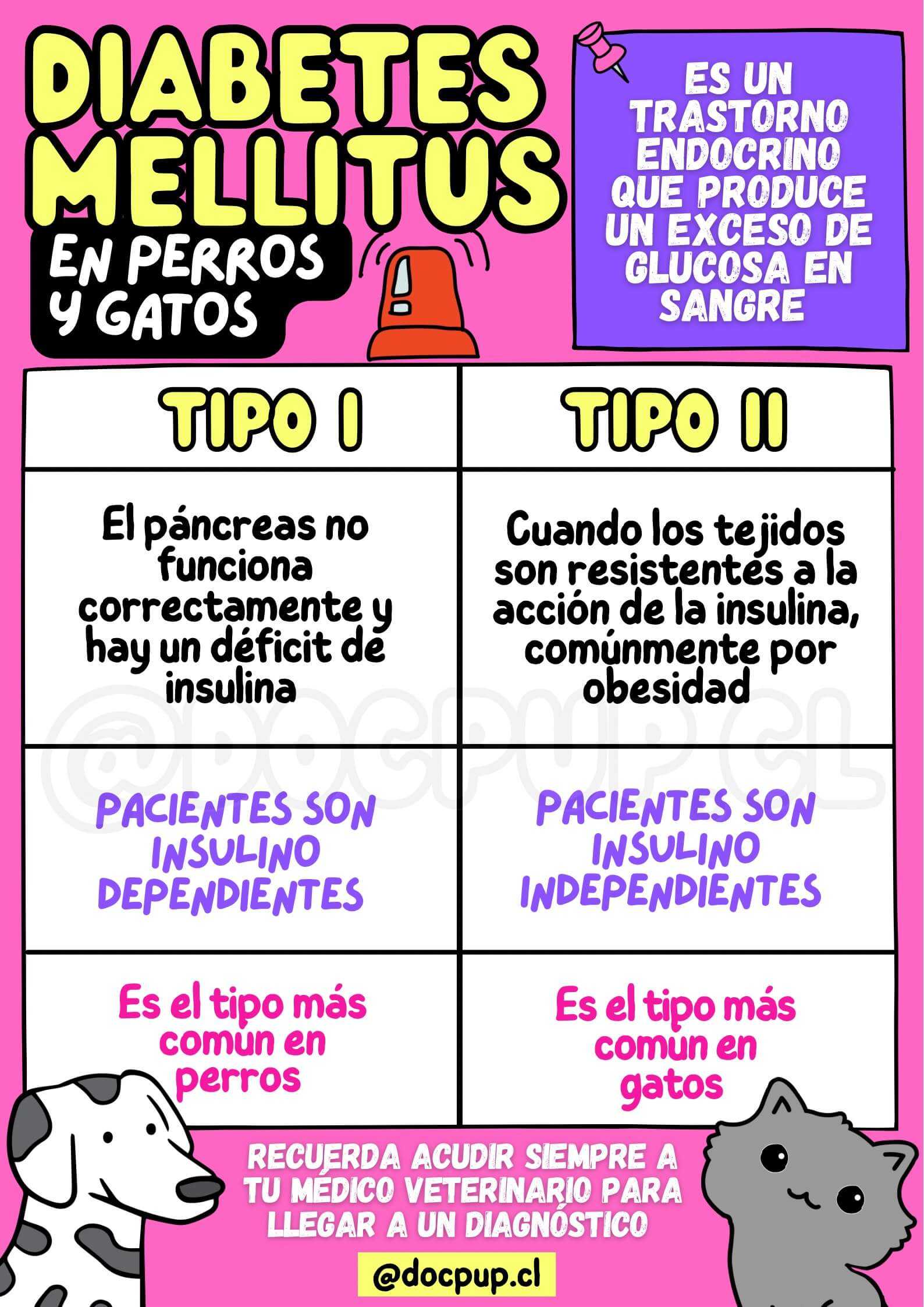Infografía Diabetes mellitus en perros y gatos