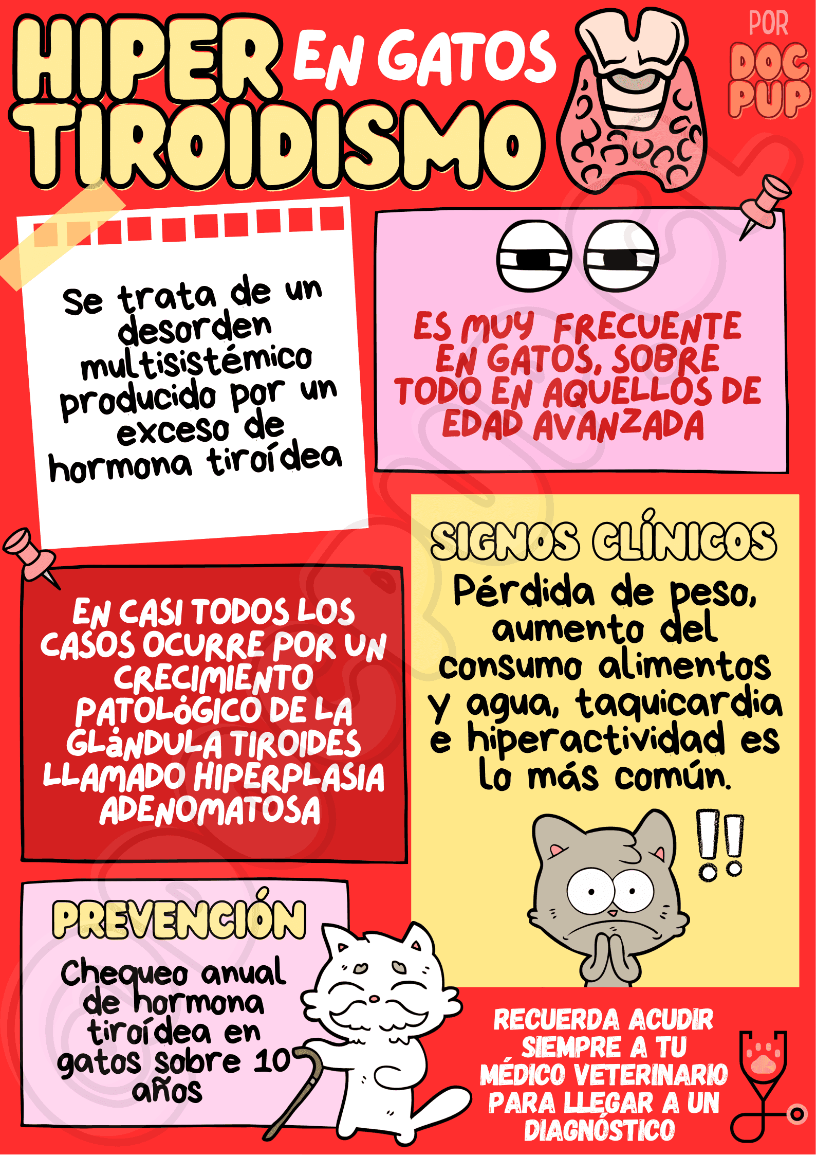 Infografía hipertiroidismo en gatos