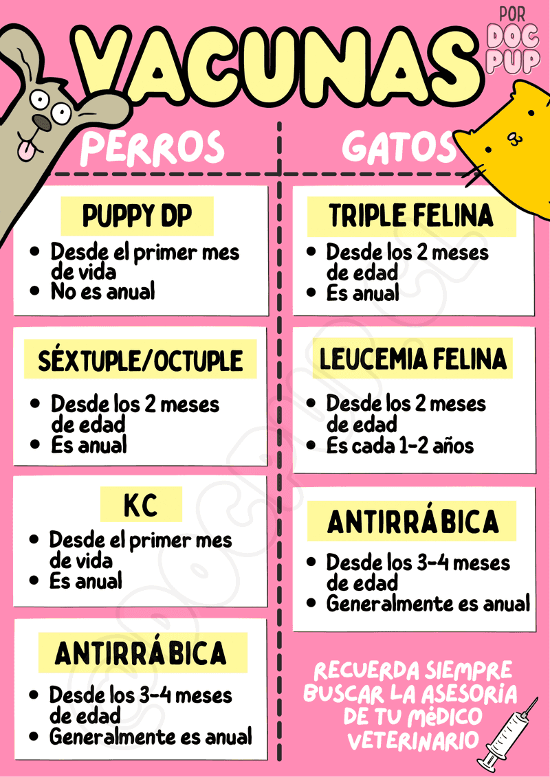 Infografía de vacunas en perros y gatos