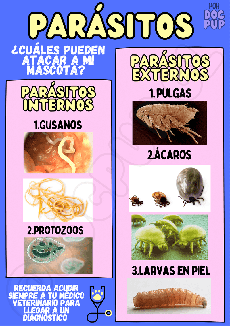 infografía de parasitos