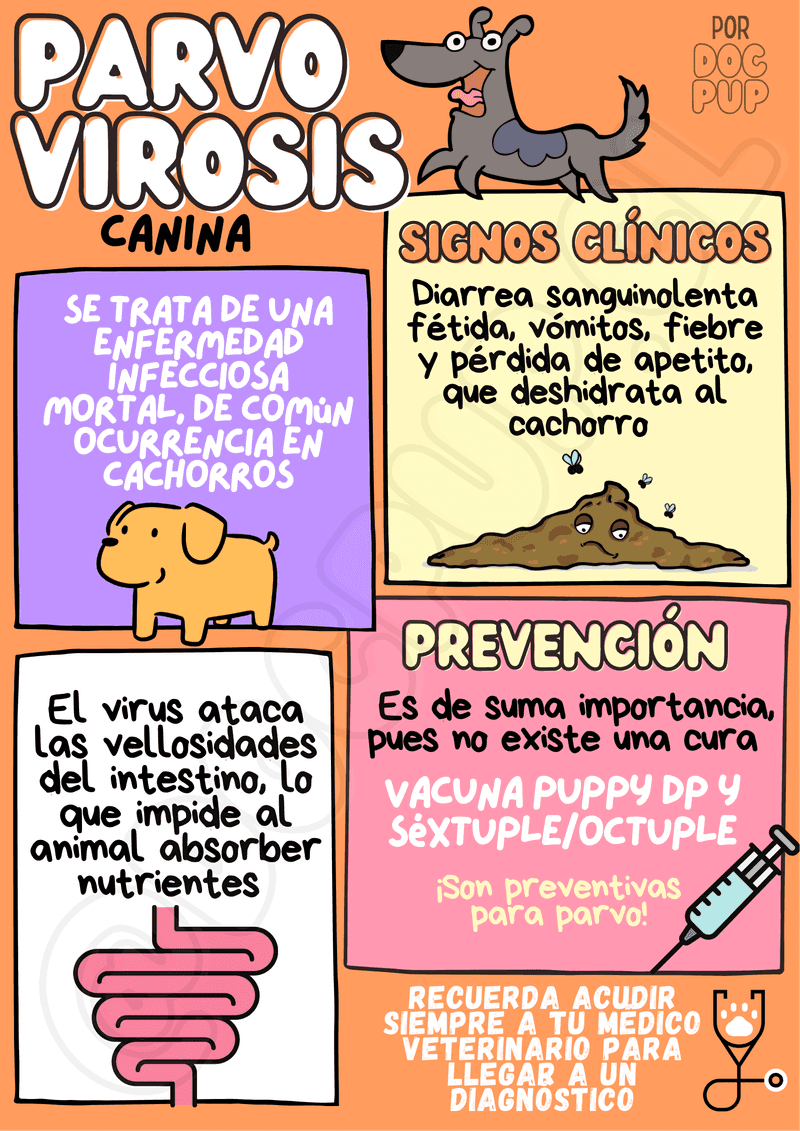Parvovirosis, enfermedad infecciosa mortal de comun ocurrencia en cachorros